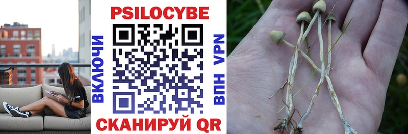 Купить закладки  Волжск  Псилоцибиновые грибы Psilocybine cubensis 